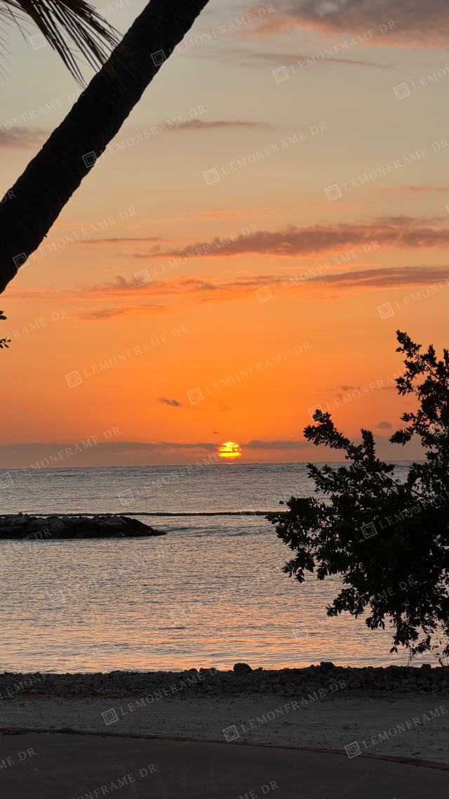 Sol en el horizonte entre una palmera y un árbol